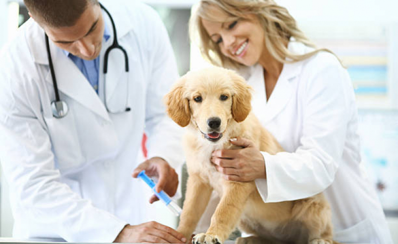 Ozonioterapia em Cães Idosos Terras do Vale - Ozonioterapia para Cachorro São José dos Campos