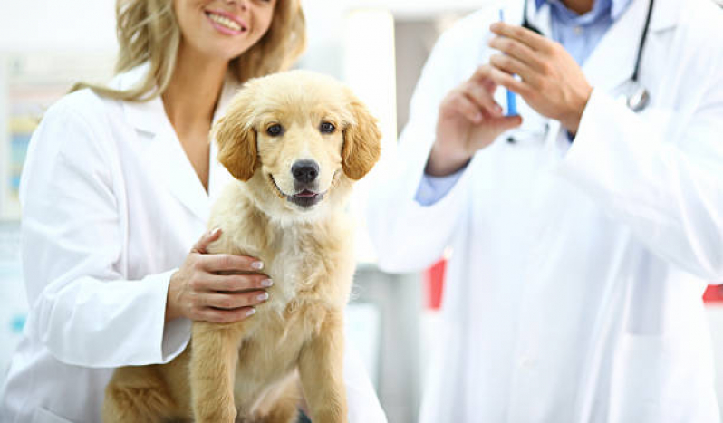 Ozonioterapia em Cães Vila Araújo - Ozonioterapia para Cachorro Caçapava