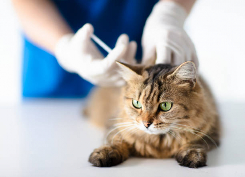 Ozonioterapia em Gatos Cdhu - Ozonioterapia para Gatos