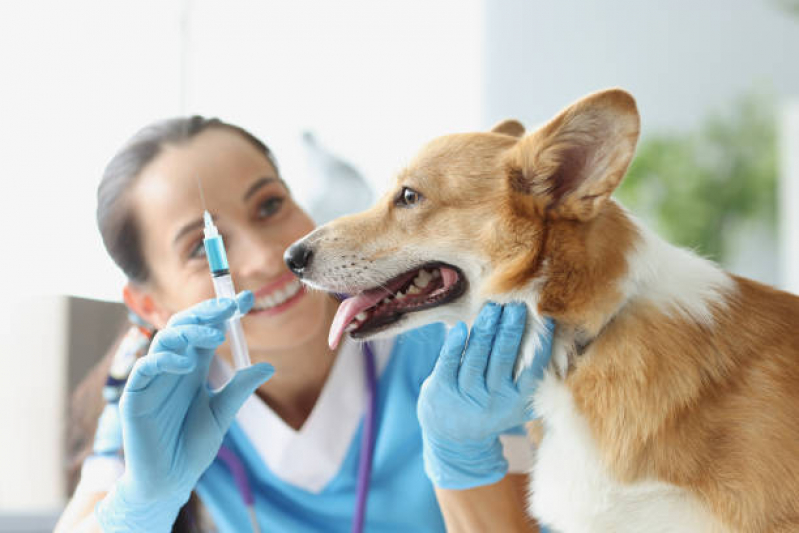 Ozonioterapia Gatos Clínica Parque Martim Cecere - Ozonioterapia para Cães