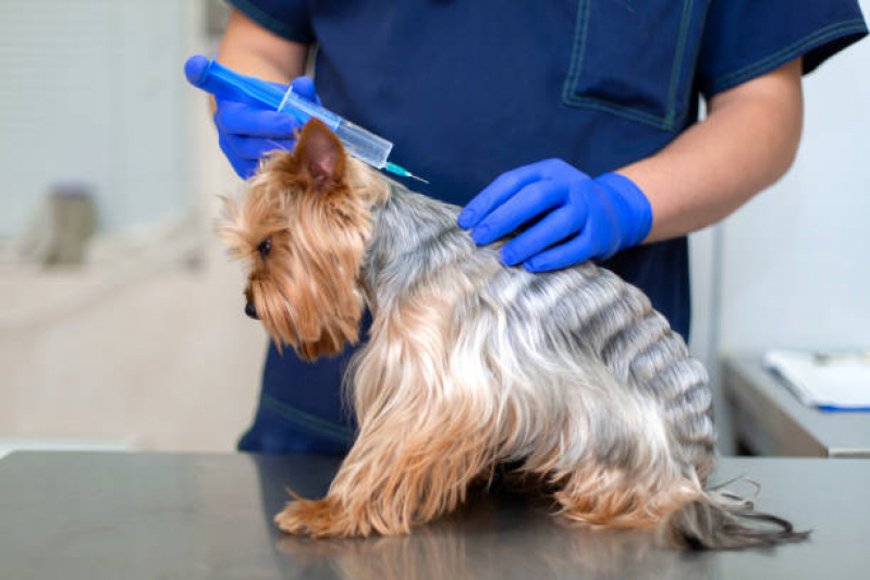 Ozonioterapia Gatos Vila Sanches - Ozonioterapia para Cães