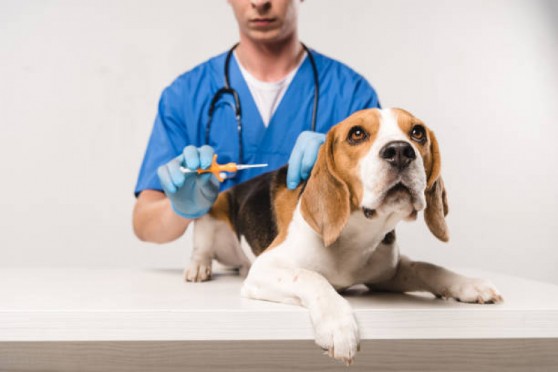 Ozonioterapia para Animais Clínica Cdhu - Ozonioterapia em Cães