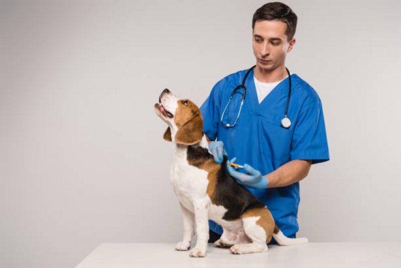 Ozonioterapia para Animais Rua Domício da Gama - Ozonioterapia para Cães