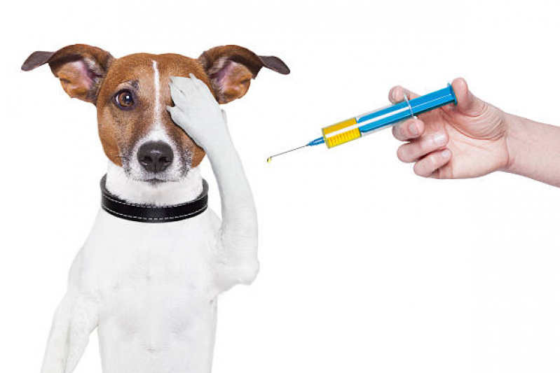 Ozonioterapia para Cachorro Clínica Reserva do Vale - Ozonioterapia em Gatos
