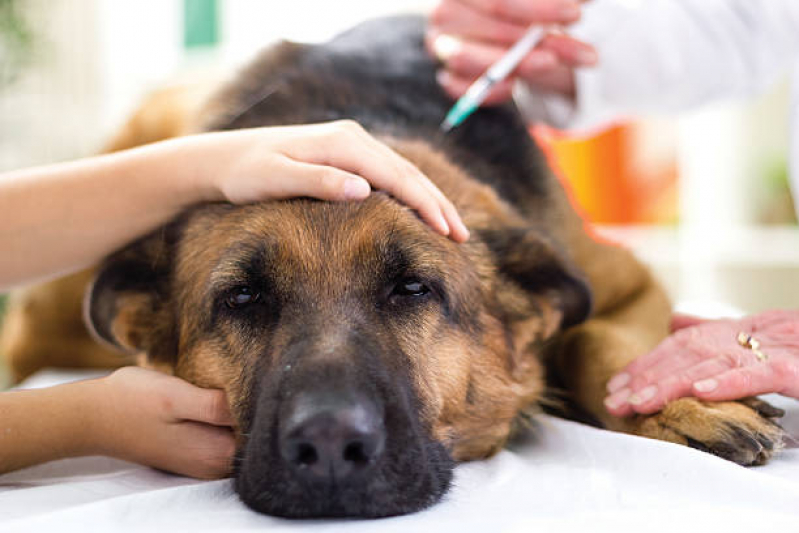 Ozonioterapia para Cães Clínica São José dos Campos - Ozonioterapia em Cães
