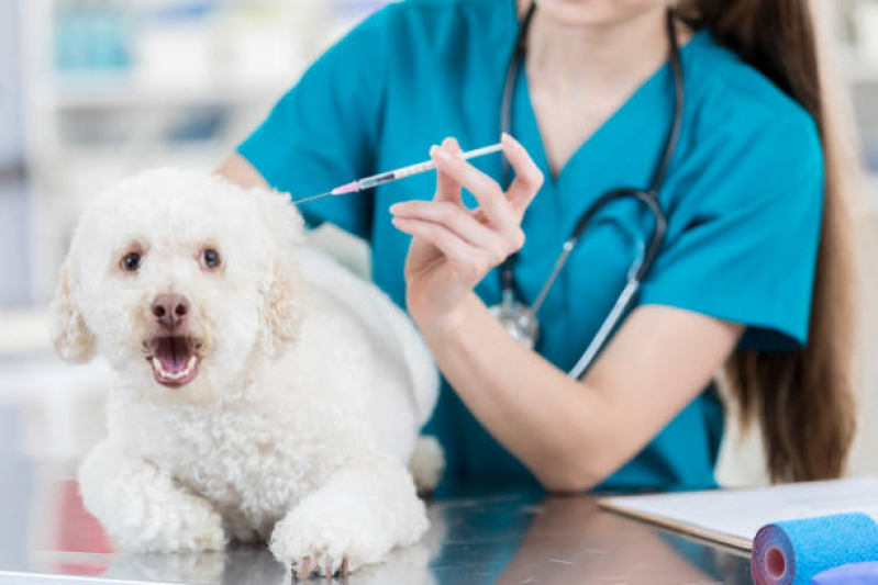 Ozonioterapia para Cães Idosos Clínica Jardim Americano - Ozonioterapia para Cachorro