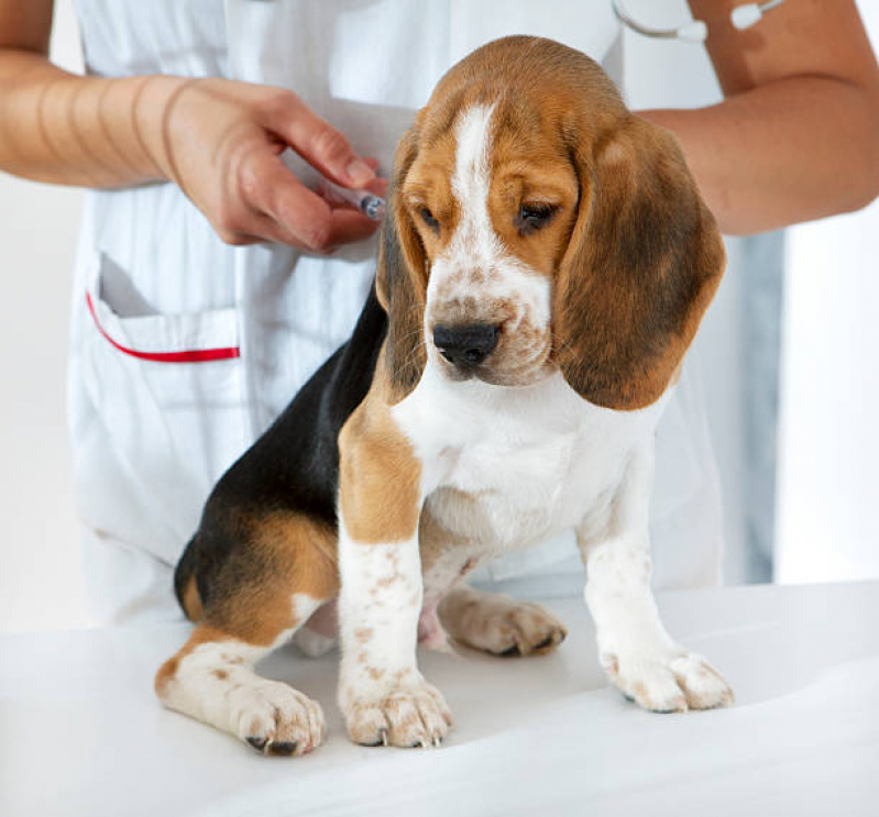 Ozonioterapia para Cães Vila Santa Rita - Ozonioterapia para Cães Idosos
