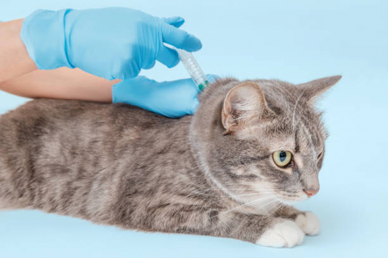 Ozonioterapia para Gatos Clínica Santa Luzia - Ozonioterapia para Gatos