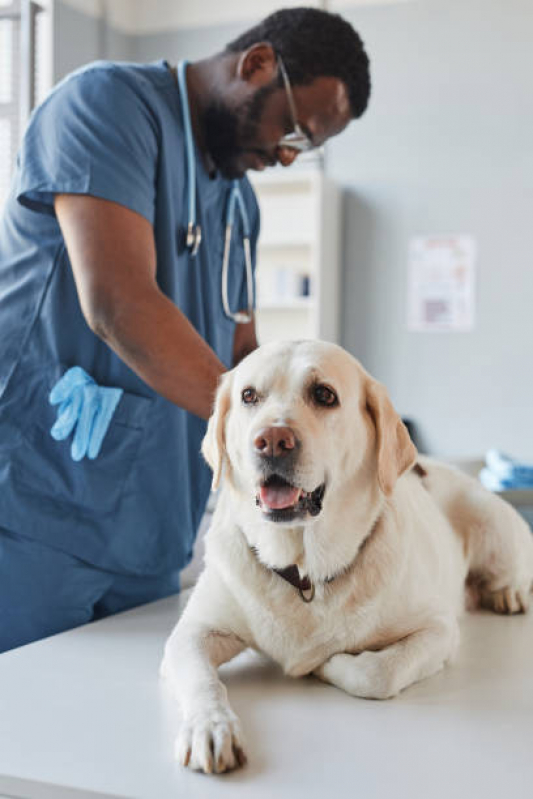 Telefone de Clínica Veterinária Mais Próxima Bom Retiro - Clínica Veterinária para Cães e Gatos