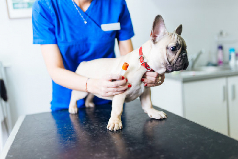 Telefone de Laboratório para Cães Jardim Uira - Exames Laboratoriais para Animais