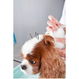 acupuntura cachorro marcar Vila Bandeirantes
