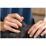 acupuntura em cachorro marcar Pedregulho