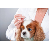 acupuntura em cachorros marcar Grama