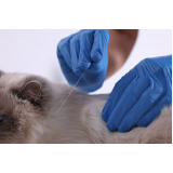 acupuntura em gatos marcar Pedregulho