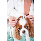 acupuntura para cachorro marcar Grama