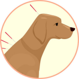 acupuntura para cachorro Rua Benedita dos Santos Leite