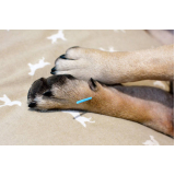 acupuntura para cães e gatos marcar Vila Sanches