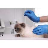 acupuntura para gato marcar Tutim