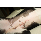 castração de cachorro fêmea Vila Guaianazes