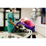 castração de cachorro Vila Monterrey