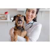 clínica 24 horas veterinária contato Capitão Grosso