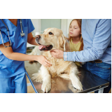 clínica veterinária para cães e gatos contato Jardim Bela Vista