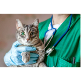 endereço de clínica 24 horas veterinária Vila Letônia