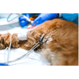 exame de eletrocardiograma canino Recanto dos Eucaliptos