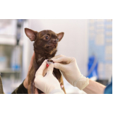 exame de eletrocardiograma em cachorro clínica Vila Sanches