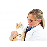 exame de eletrocardiograma em gatos clínica Recanto dos Eucaliptos