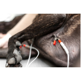 exame de eletrocardiograma para cachorro Rua Ambrósio Molina