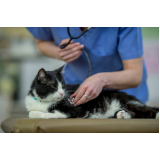 exame de eletrocardiograma para gatos clínica Eugênio de Mello
