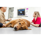 exame de ultrassom abdominal cão preço Jardim Topázio