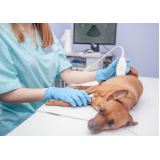 exame de ultrassom abdominal cão Vila São Benedito