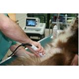 exame de ultrassom abdominal para cachorro Vila Maria