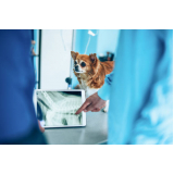 exame de ultrassom cachorro preço Piedade
