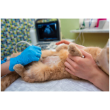 exame de ultrassom de gato Jardim Nova América