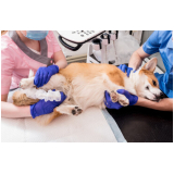 exame de ultrassom para cachorro Vila Bandeirantes