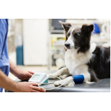 Exames Laboratoriais para Pets