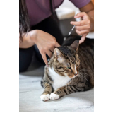 exames laboratoriais gatos agendar Jardim Santa Cecília