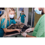exames laboratoriais gatos Jardim Uira