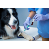 exames laboratoriais para cães agendar Vila Rica