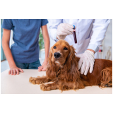 exames laboratoriais para cães Centro