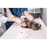 exames laboratoriais para gatos agendar Vila Rica