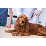 exames laboratoriais para pets agendar Vila Tesouro