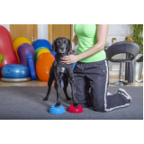 fisioterapia canina valores Vila Terezinha