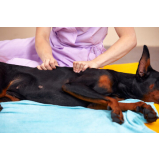 fisioterapia canina Centro