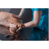 fisioterapia e reabilitação animal valores Jardim Uira