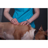 Fisioterapia e Reabilitação Animal