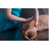 fisioterapia para cachorro valores Centro